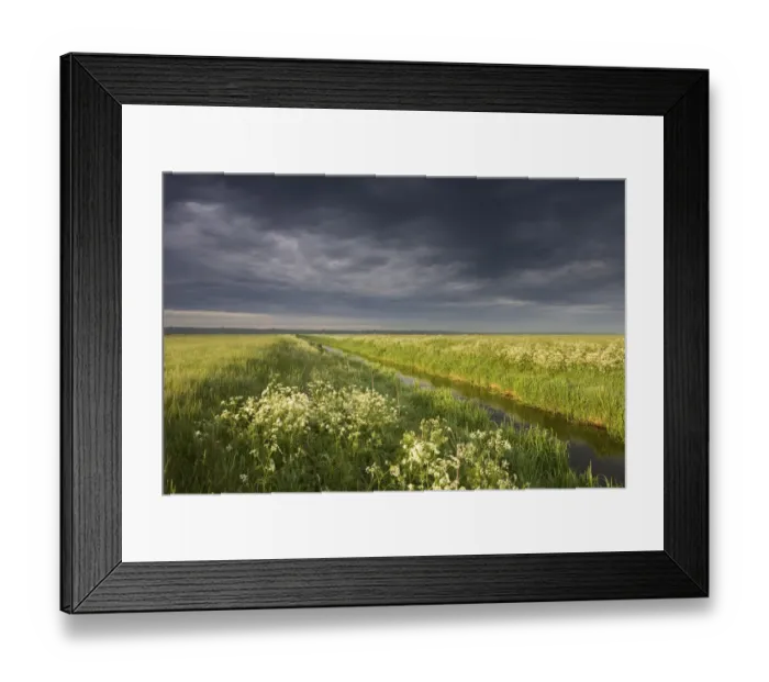 Framed Print : Cow parsely (Anthriscus sylvetris) in damp meadow, Lithuania, June 2009 Framed Print : Cow parsely (Anthriscus sylvetris) in damp meadow, Lithuania, June 2009