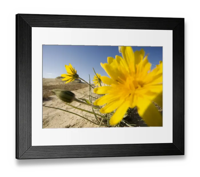 Framed Print : Sand dunes with flowering plant, Agilos Kopa, Nagliai Nature Reserve, Curonian Spit Framed Print : Sand dunes with flowering plant, Agilos Kopa, Nagliai Nature Reserve, Curonian Spit