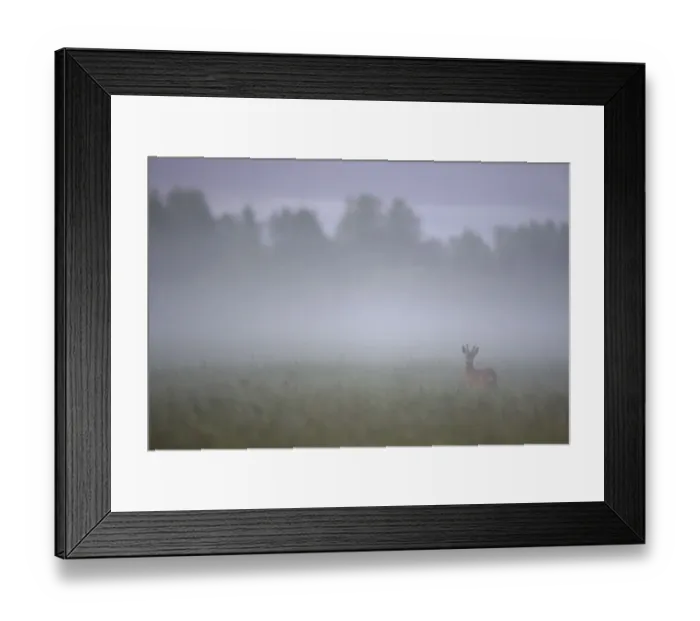 Framed Print : Roe deer (Capreolus capreolus) buck in wet meadow at dawn, Nemunas Delta, Lithuania Framed Print : Roe deer (Capreolus capreolus) buck in wet meadow at dawn, Nemunas Delta, Lithuania