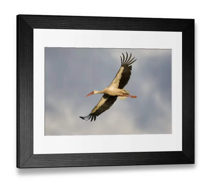Framed Print : White stork (Ciconia ciconia) in flight, Nemunas regional reserve, Lithuania, June 2009 Framed Print : White stork (Ciconia ciconia) in flight, Nemunas regional reserve, Lithuania, June 2009