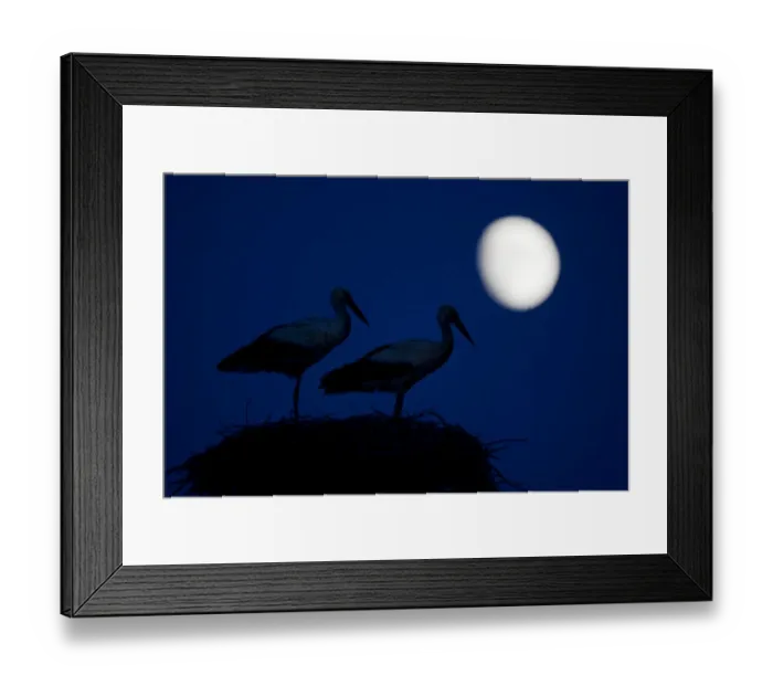 Framed Print : White stork (Ciconia ciconia) pair at nest, dusk, with moon, Nemunas Delta, Lithuania Framed Print : White stork (Ciconia ciconia) pair at nest, dusk, with moon, Nemunas Delta, Lithuania