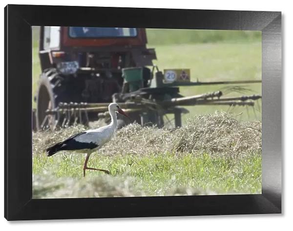 White stork (Ciconia ciconia) following tractor searching for insects amongst hay