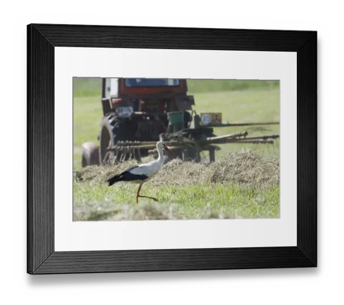 Framed Print : White stork (Ciconia ciconia) following tractor searching for insects amongst hay Framed Print : White stork (Ciconia ciconia) following tractor searching for insects amongst hay