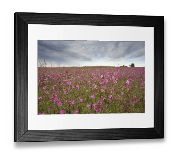 Framed Print : Sticky catchfly (Silene viscaria) in flower meadow, Lithuania, June 2009 Framed Print : Sticky catchfly (Silene viscaria) in flower meadow, Lithuania, June 2009
