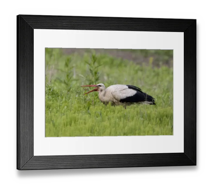 Framed Print : White stork (Ciconia ciconia) feeding on earthworm, Rusne, Nemunas Regional Park Framed Print : White stork (Ciconia ciconia) feeding on earthworm, Rusne, Nemunas Regional Park