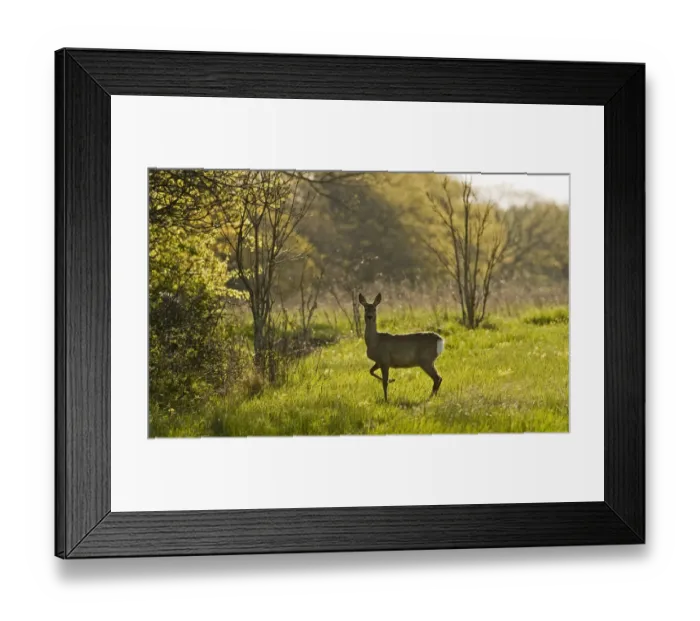 Framed Print : Roe deer (Capreolus capreolus) Matsalu National Park, Estonia, May 2009 Framed Print : Roe deer (Capreolus capreolus) Matsalu National Park, Estonia, May 2009
