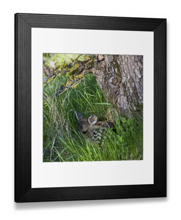 Framed Print : Roe deer (Capreolus capreolus) fawn curled up at base of tree, Estonia, May 2009 Framed Print : Roe deer (Capreolus capreolus) fawn curled up at base of tree, Estonia, May 2009