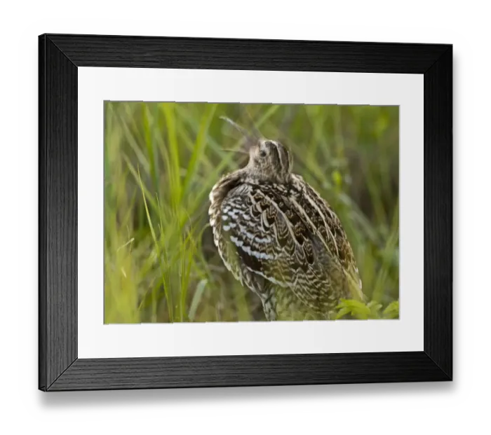 Framed Print : Great snipe (Gallinago media) shaking head calling, Matsalu National Park, Estonia Framed Print : Great snipe (Gallinago media) shaking head calling, Matsalu National Park, Estonia