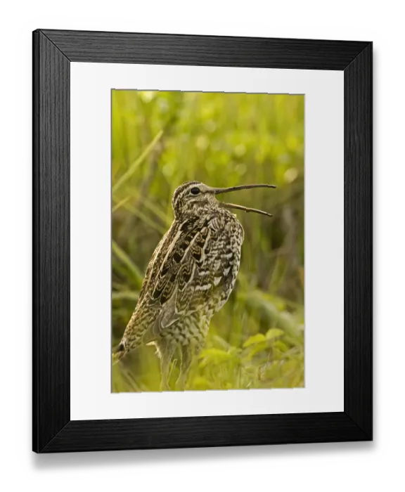 Framed Print : Great snipe (Gallinago media) calling, Matsalu National Park, Estonia, May 2009. WWE BOOK Framed Print : Great snipe (Gallinago media) calling, Matsalu National Park, Estonia, May 2009. WWE BOOK