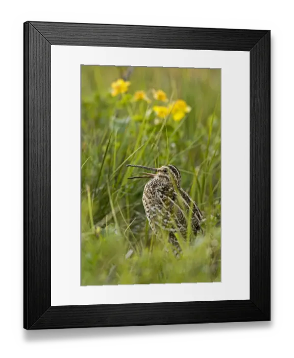 Framed Print : Great snipe (Gallinago media) calling, Matsalu National Park, Estonia, May 2009 Framed Print : Great snipe (Gallinago media) calling, Matsalu National Park, Estonia, May 2009