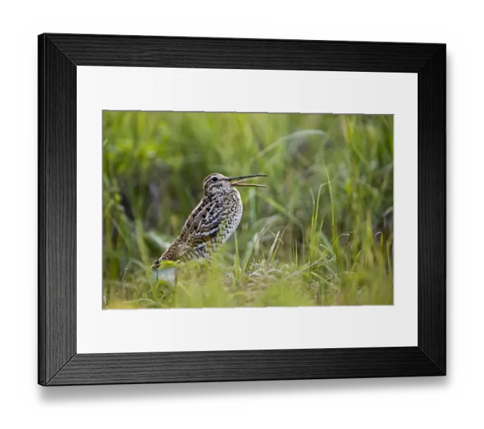 Framed Print : Great snipe (Gallinago media) calling, Matsalu National Park, Estonia, May 2009 Framed Print : Great snipe (Gallinago media) calling, Matsalu National Park, Estonia, May 2009