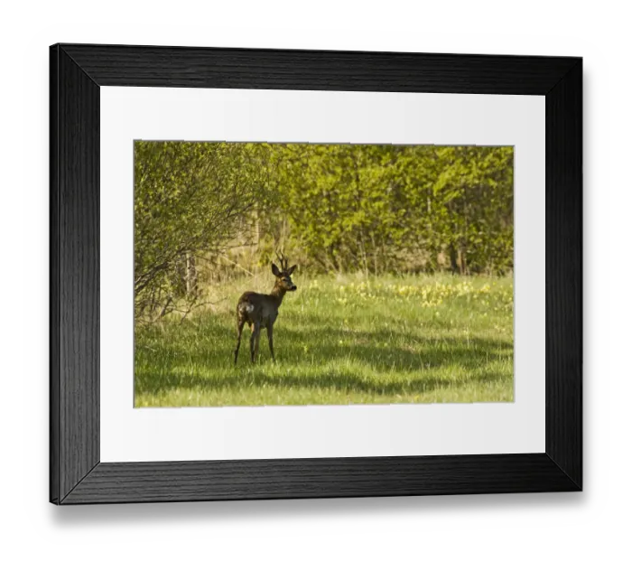 Framed Print : Roe deer (Capreolus capreolus) Matsalu National Park, Estonia, May 2009