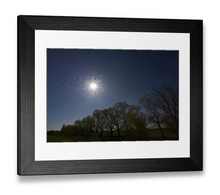 Framed Print : Whooper swans (Cygnus cygnus) flying in formation over oak trees, Matsalu National Park Framed Print : Whooper swans (Cygnus cygnus) flying in formation over oak trees, Matsalu National Park