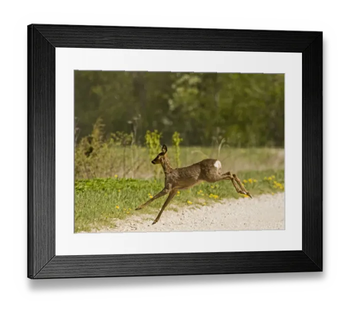 Framed Print : Roe deer (Capreolus capreolus) leaping, Matsalu National Park, Estonia, May 2009 Framed Print : Roe deer (Capreolus capreolus) leaping, Matsalu National Park, Estonia, May 2009