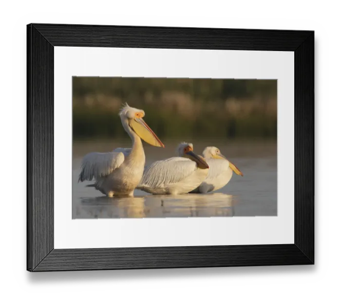 Framed Print : Three Eastern white pelicans (Pelecanus onolocratus) in the Danube Delta, Romania Framed Print : Three Eastern white pelicans (Pelecanus onolocratus) in the Danube Delta, Romania