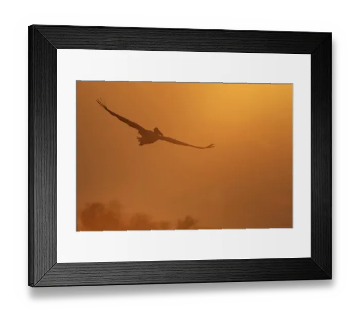 Framed Print : Eastern white pelican (Pelecanus onolocratus) in flight, silhouetted, Danube Delta