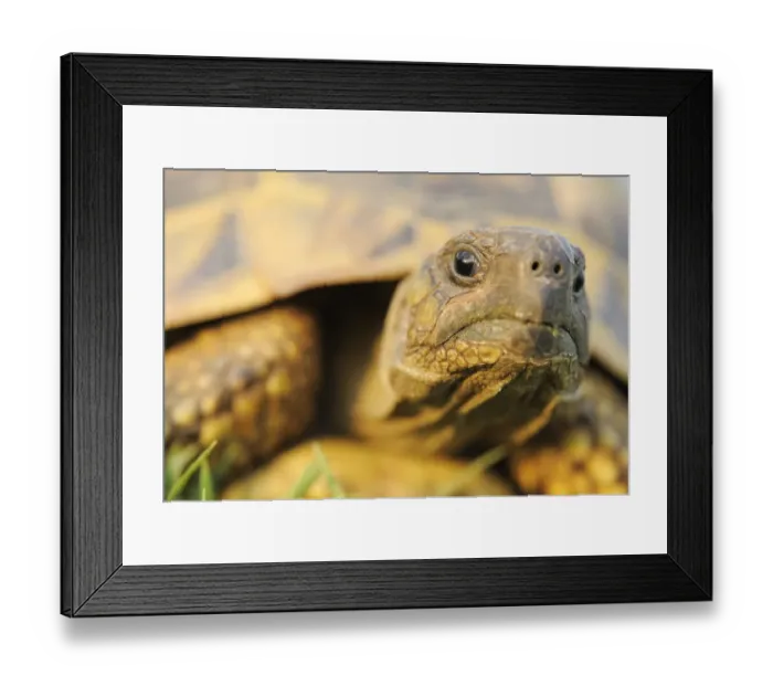 Framed Print : Greek tortoise (Testudo graeca ibera) portrait, Lake Kerkini, Macedonia, Greece, May 2009 Framed Print : Greek tortoise (Testudo graeca ibera) portrait, Lake Kerkini, Macedonia, Greece, May 2009