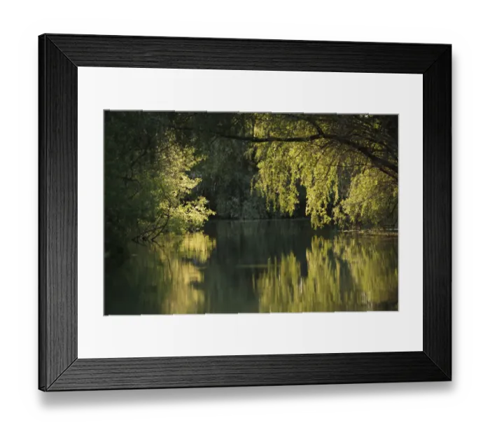 Framed Print : Danube Delta with trees reflected in water, Romania, May 2009 Framed Print : Danube Delta with trees reflected in water, Romania, May 2009