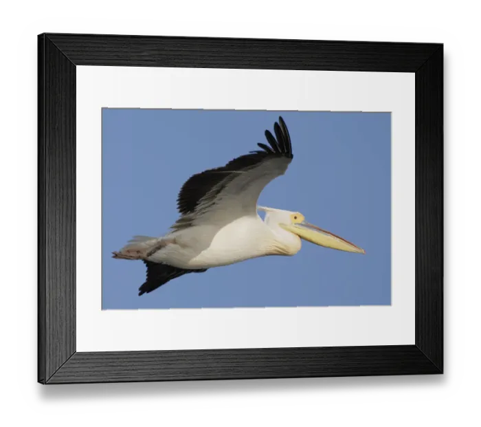 Framed Print : Eastern white pelican (Pelecanus onolocratus) in flight, Danube Delta, Romania, May 2009 Framed Print : Eastern white pelican (Pelecanus onolocratus) in flight, Danube Delta, Romania, May 2009