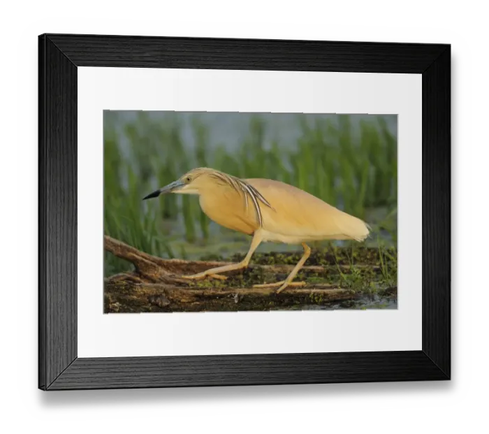 Framed Print : Squacco heron (Ardea ralloides) walking, Lake Kerkini, Macedonia, Greece, May 2009 Framed Print : Squacco heron (Ardea ralloides) walking, Lake Kerkini, Macedonia, Greece, May 2009