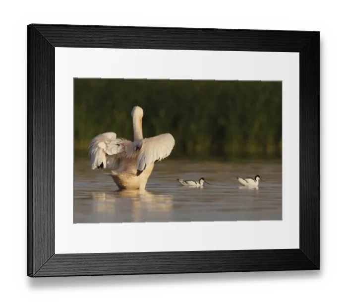 Framed Print : Rear view of an Eastern white pelican (Pelecanus onolocratus) stretching its wings