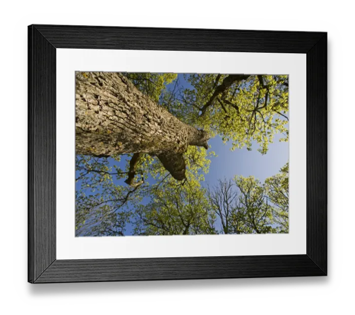 Framed Print : Oak (Quercus sp) Matsalu National Park, Estonia, May 2009 Framed Print : Oak (Quercus sp) Matsalu National Park, Estonia, May 2009