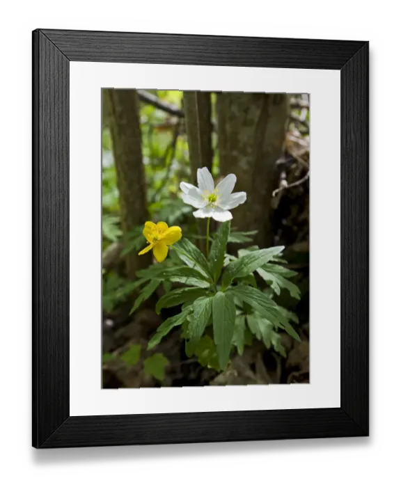 Framed Print : Yellow anemone (Anemone ranunculoides) and Wood anemone flowers (Anemone nemorosa) Framed Print : Yellow anemone (Anemone ranunculoides) and Wood anemone flowers (Anemone nemorosa)