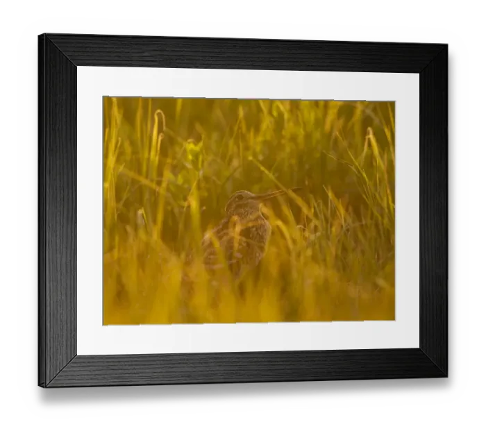 Framed Print : Great snipe (Gallinago media) in long grass, Matsalu National Park, Estonia, May 2009 Framed Print : Great snipe (Gallinago media) in long grass, Matsalu National Park, Estonia, May 2009