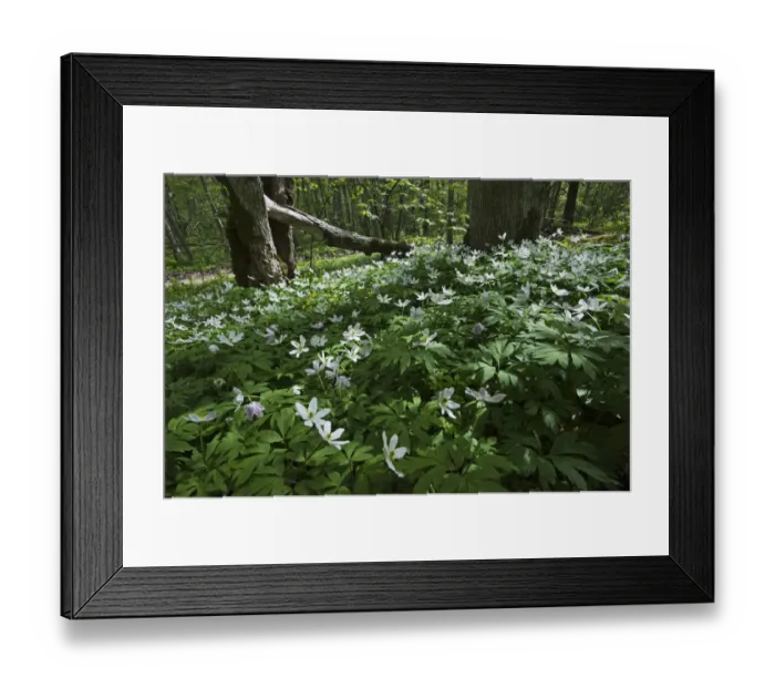 Framed Print : Wood anemones (Anemone nemorosa) in flower, Matsalu National Park, Estonia, May 2009 Framed Print : Wood anemones (Anemone nemorosa) in flower, Matsalu National Park, Estonia, May 2009