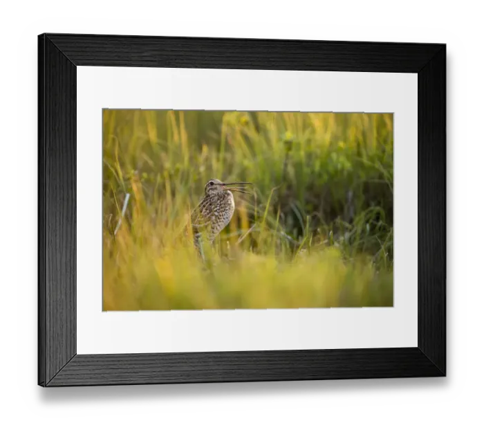 Framed Print : Great snipe (Gallinago media) calling, Matsalu National Park, Estonia, May 2009 Framed Print : Great snipe (Gallinago media) calling, Matsalu National Park, Estonia, May 2009