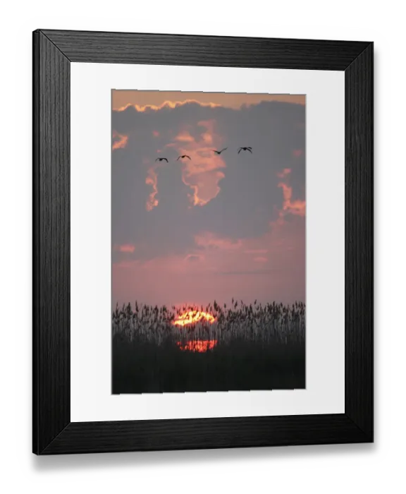 Framed Print : Danube Delta at sunrise, Romania, May 2009 Framed Print : Danube Delta at sunrise, Romania, May 2009