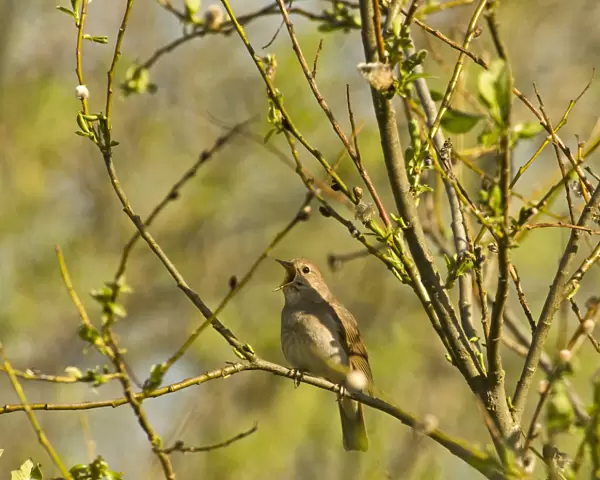 Thrush nightingale (Luscinia luscinia) in tree singing, Matsalu National Park, Estonia