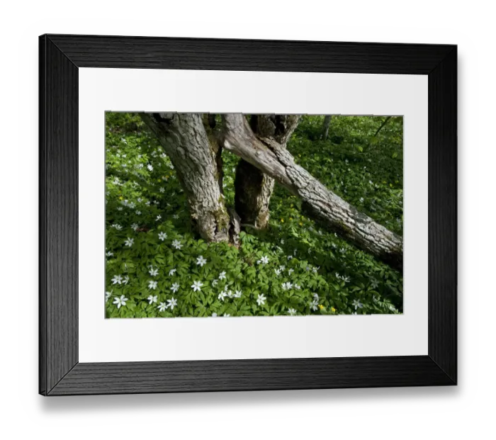 Framed Print : Wood anemones (Anemone nemorosa) flowering around partially fallen tree, Matsalu National Park