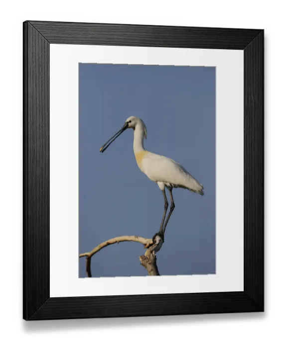 Framed Print : Common spoonbill (Platalea leucorodia) perched on branch, Lake Kerkini, Macedonia Framed Print : Common spoonbill (Platalea leucorodia) perched on branch, Lake Kerkini, Macedonia