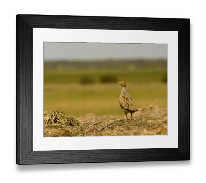 Framed Print : Grey partridge (Pedrix pedrix) camouflaged against hay mound, Matsalu National Park Framed Print : Grey partridge (Pedrix pedrix) camouflaged against hay mound, Matsalu National Park