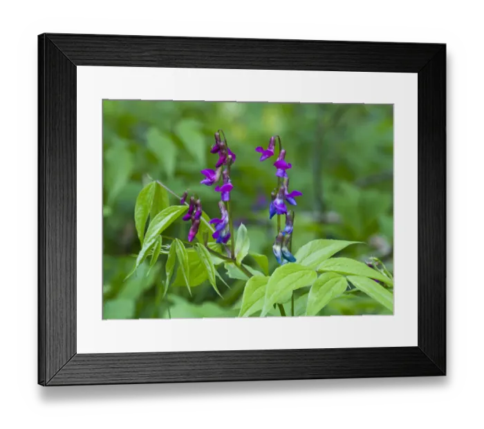 Framed Print : Vetch (Lathyrus odoratus) in flower, Matsalu National Park, Estonia, May 2009 Framed Print : Vetch (Lathyrus odoratus) in flower, Matsalu National Park, Estonia, May 2009