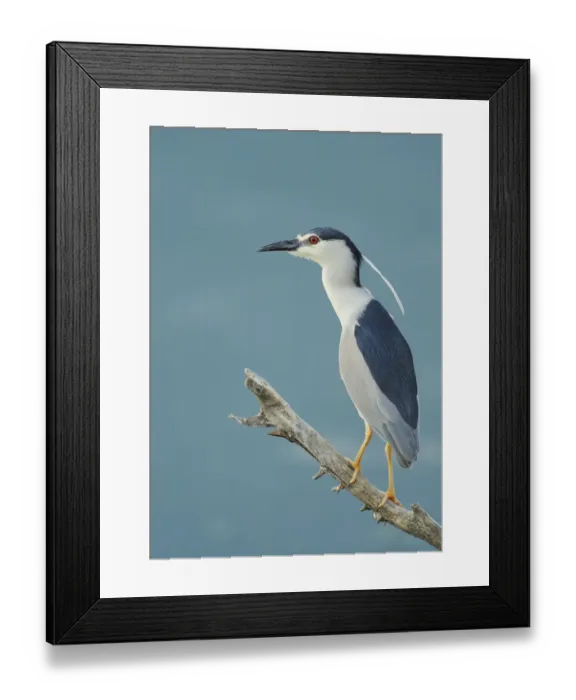 Framed Print : Night heron (Nycticorax nycticorax) on branch, Lake Kerkini, Macedonia, Greece, May 2009 Framed Print : Night heron (Nycticorax nycticorax) on branch, Lake Kerkini, Macedonia, Greece, May 2009