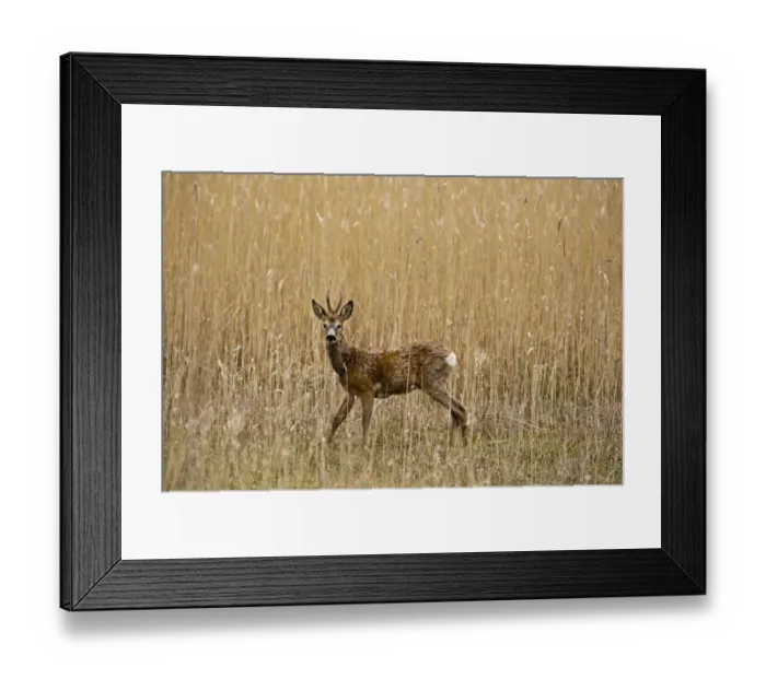 Framed Print : Roe deer (Capreolus capreolus) male amongst reeds in marsh, Matsalu National Park Framed Print : Roe deer (Capreolus capreolus) male amongst reeds in marsh, Matsalu National Park