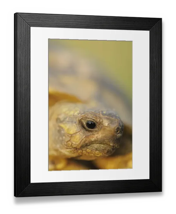 Framed Print : Greek land tortoise (Testudo graeca ibera) head portrait, Lake Kerkini, Macedonia Framed Print : Greek land tortoise (Testudo graeca ibera) head portrait, Lake Kerkini, Macedonia