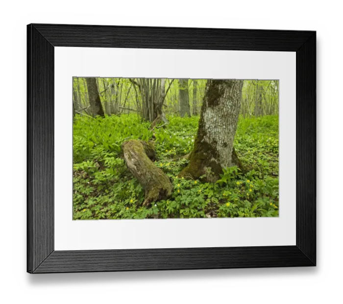 Framed Print : Anemones growing around oak tree, Puhtu, Estonia, May 2009 Framed Print : Anemones growing around oak tree, Puhtu, Estonia, May 2009