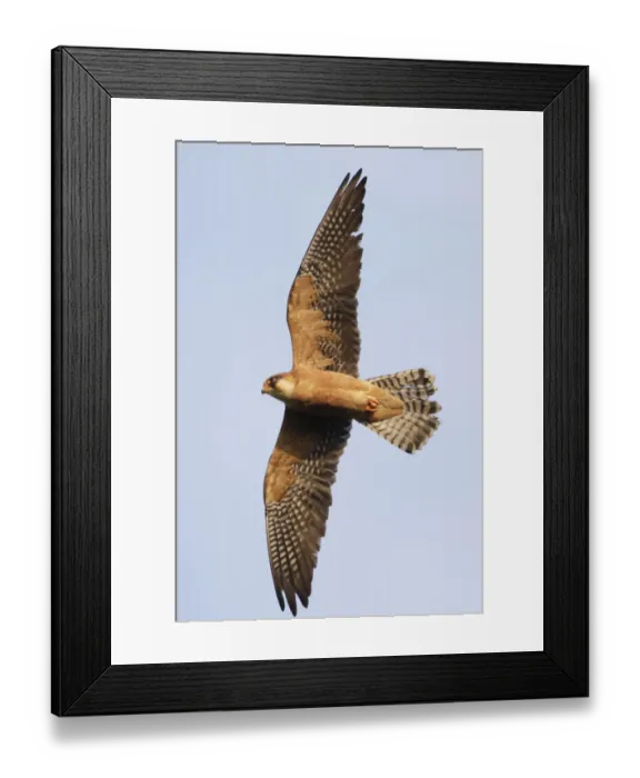Framed Print : Red footed falcon (Falco vespertinus) in flight, Danube Delta, Romania, May 2009 Framed Print : Red footed falcon (Falco vespertinus) in flight, Danube Delta, Romania, May 2009