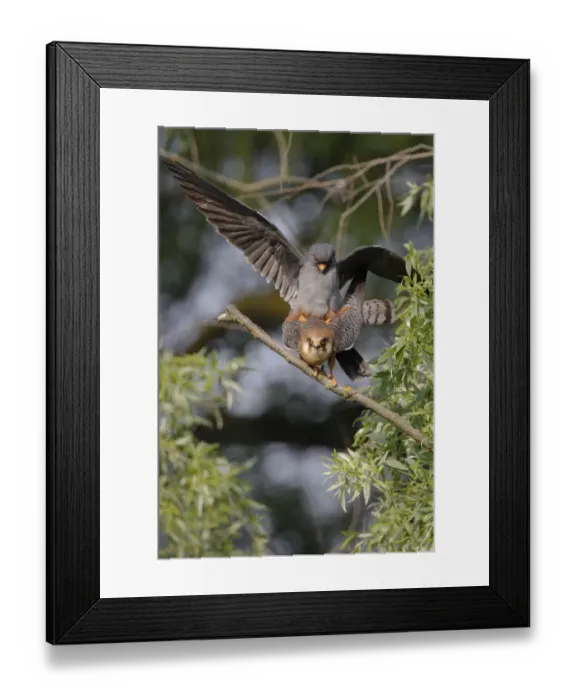 Framed Print : Red footed falcon (Falco vespertinus) pair mating, Danube Delta, Romania, May 2009 Framed Print : Red footed falcon (Falco vespertinus) pair mating, Danube Delta, Romania, May 2009