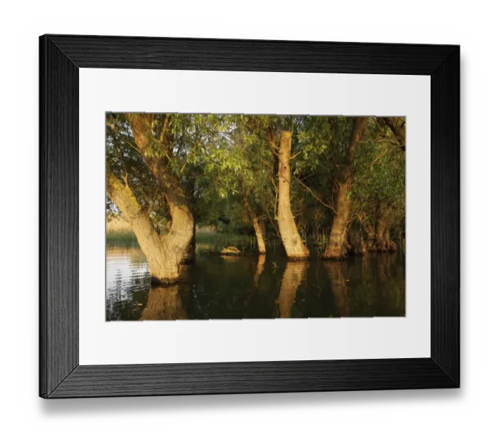 Framed Print : Trees in the Danube Delta, Romania, May 2009 Framed Print : Trees in the Danube Delta, Romania, May 2009