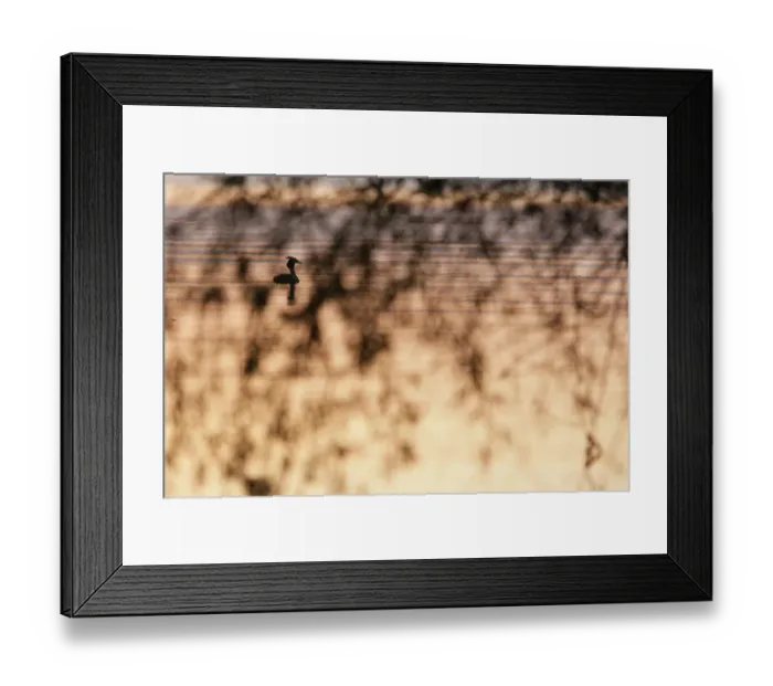 Framed Print : Great crested grebe (Podiceps cristatus) silhouetted on the river, Danube Delta, Romania Framed Print : Great crested grebe (Podiceps cristatus) silhouetted on the river, Danube Delta, Romania