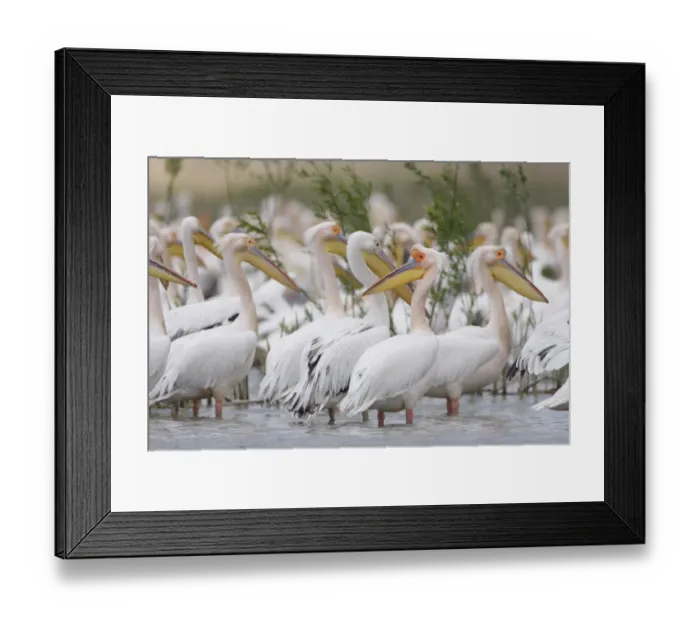 Framed Print : Eastern white pelicans (Pelecanus onolocratus) in the Danube Delta, Romania, May 2009 Framed Print : Eastern white pelicans (Pelecanus onolocratus) in the Danube Delta, Romania, May 2009