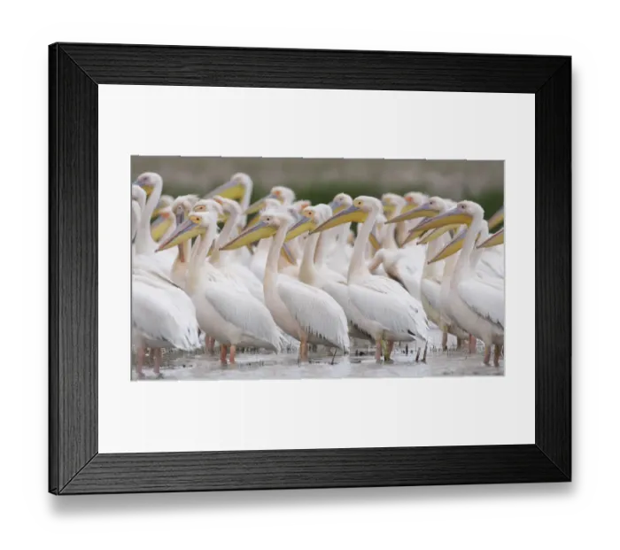 Framed Print : Eastern white pelicans (Pelecanus onolocratus) Danube Delta, Romania, May 2009