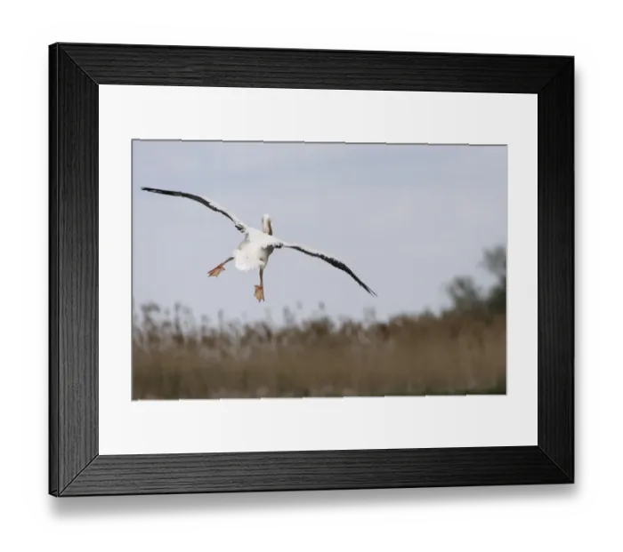 Framed Print : Rear view of Eastern white pelican (Pelecanus onolocratus) in flight, about to land Framed Print : Rear view of Eastern white pelican (Pelecanus onolocratus) in flight, about to land