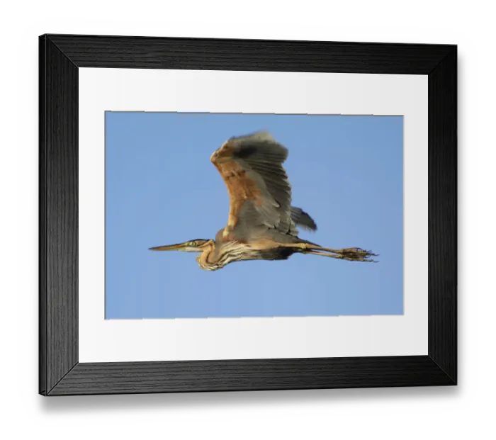 Framed Print : Purple heron (Ardea purpurea) in flight, Danube Delta, Romania, May 2009 Framed Print : Purple heron (Ardea purpurea) in flight, Danube Delta, Romania, May 2009