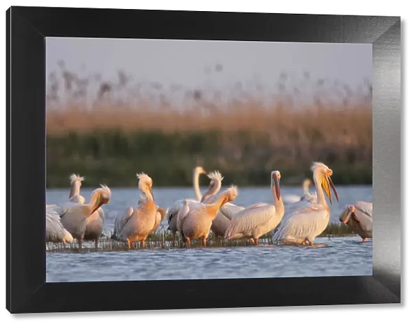 Eastern white pelicans (Pelecanus onolocratus) preening in shallow water, Danube Delta