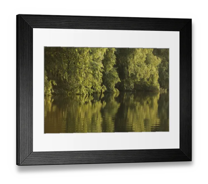 Framed Print : Trees on the river bank reflected in water, Danube Delta Scenery, Romania, May 2009 Framed Print : Trees on the river bank reflected in water, Danube Delta Scenery, Romania, May 2009